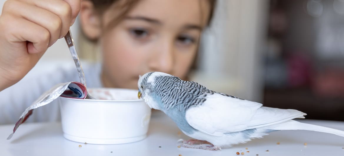 Чем кормить попугая Чем кормить попугая