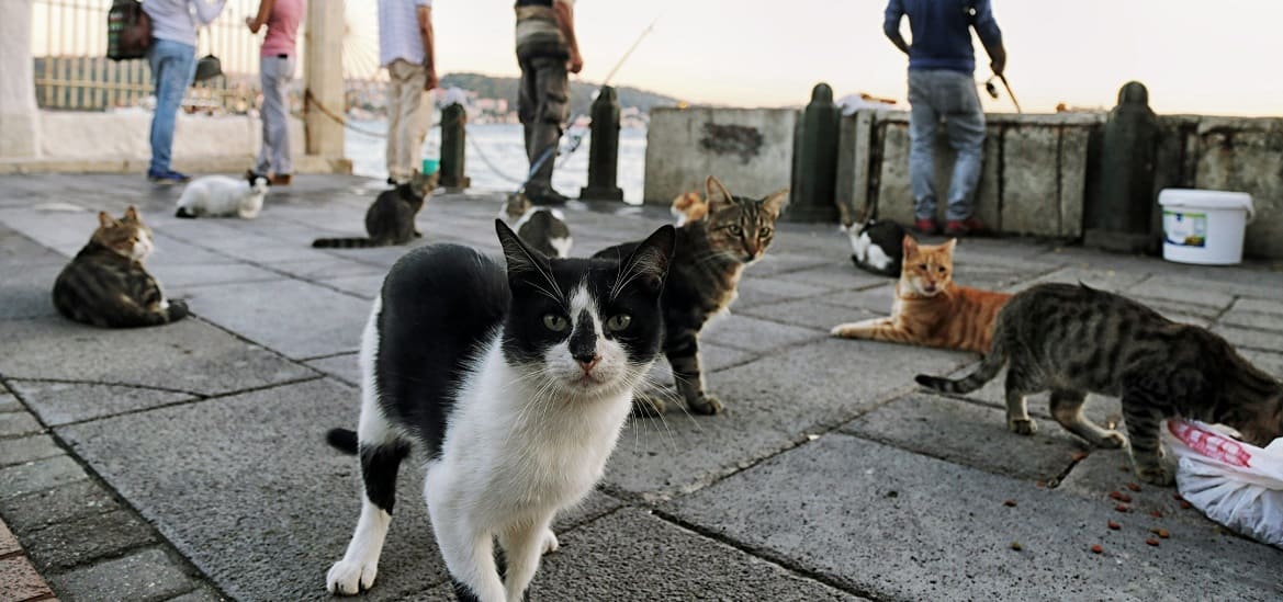 Корма с рыбой