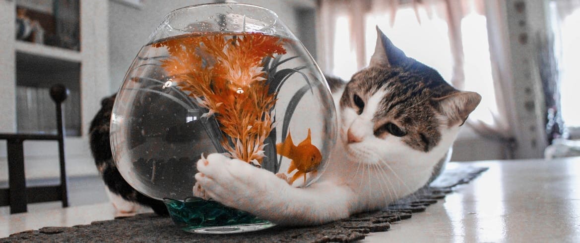 Можно ли кормить кошку рыбой