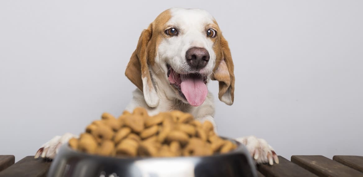 Чем правильно кормить собаку Чем правильно кормить собаку