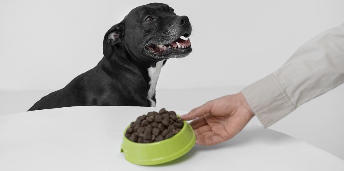 кормить собаку виды питания и особенности кормить собаку виды питания и особенности