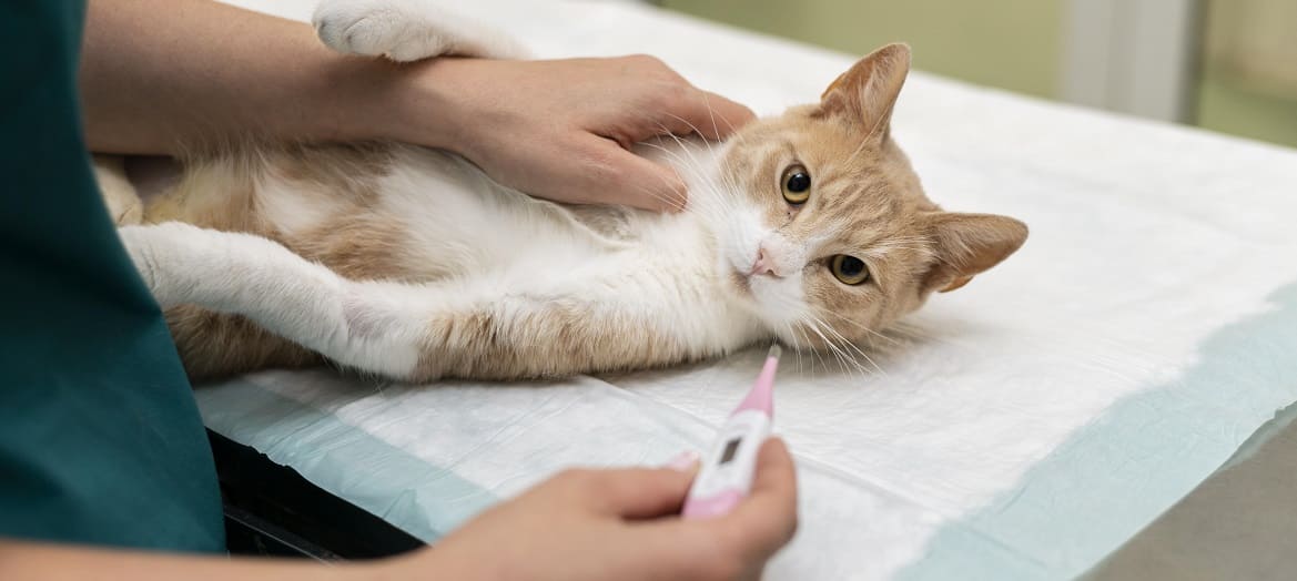 Что должна содержать аптечка для кошки