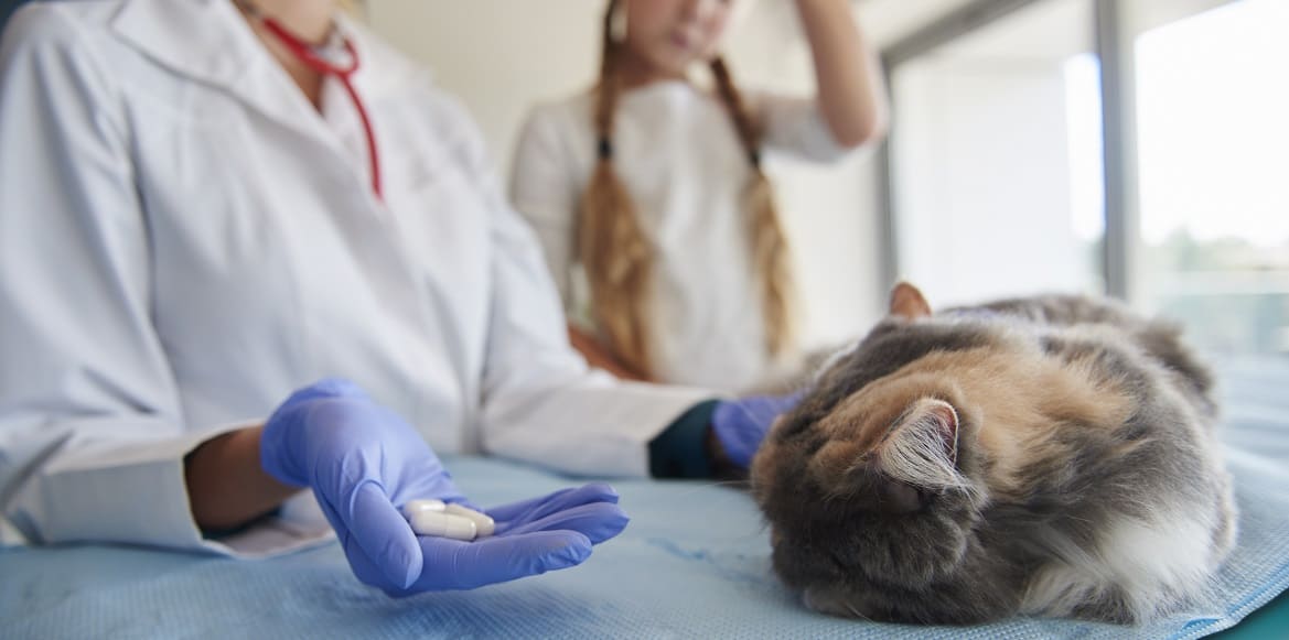 какие препараты должна содержать аптечка для кошки