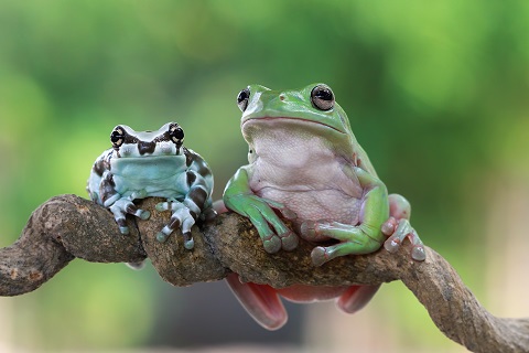 уход за лягушками дома