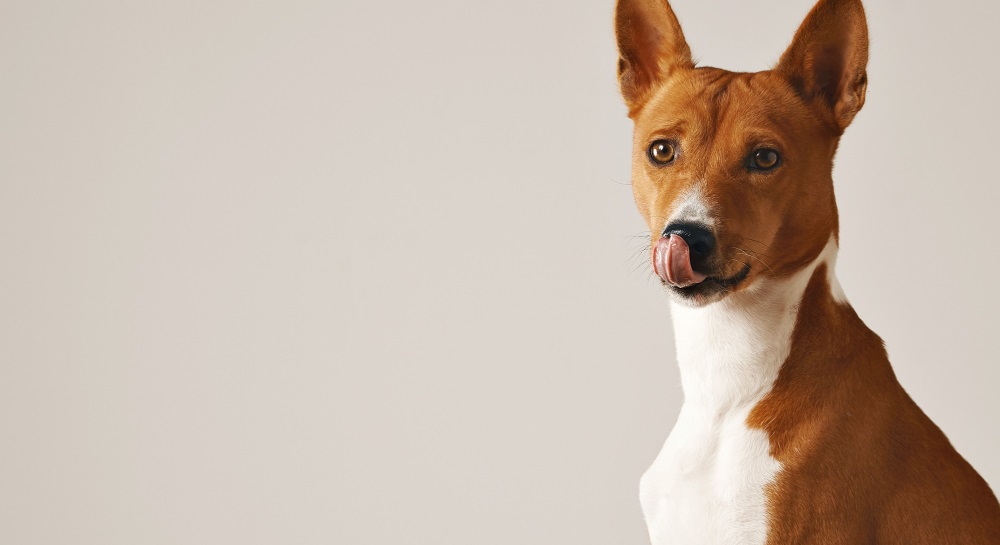 Гиперэозинофильный синдром собак