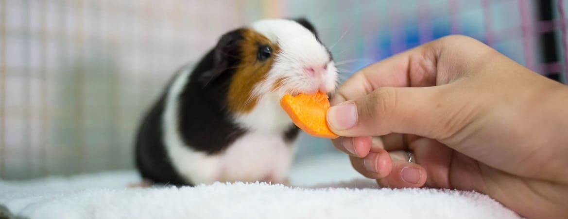 Чем кормить морских свинок
