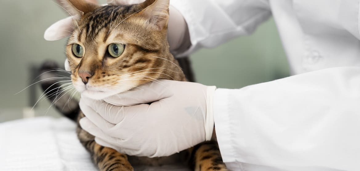 Гипертиреоз у кошек