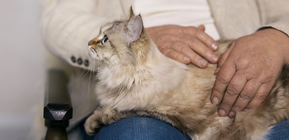 Каковы признаки гипертиреоза у кошек