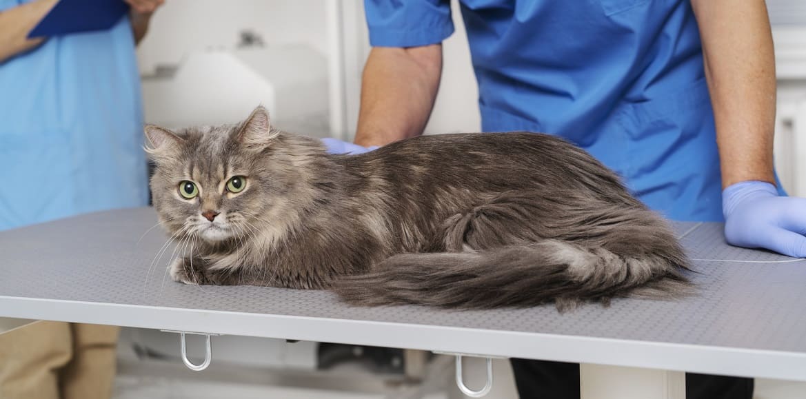 Можно ли предотвратить гипертиреоз?