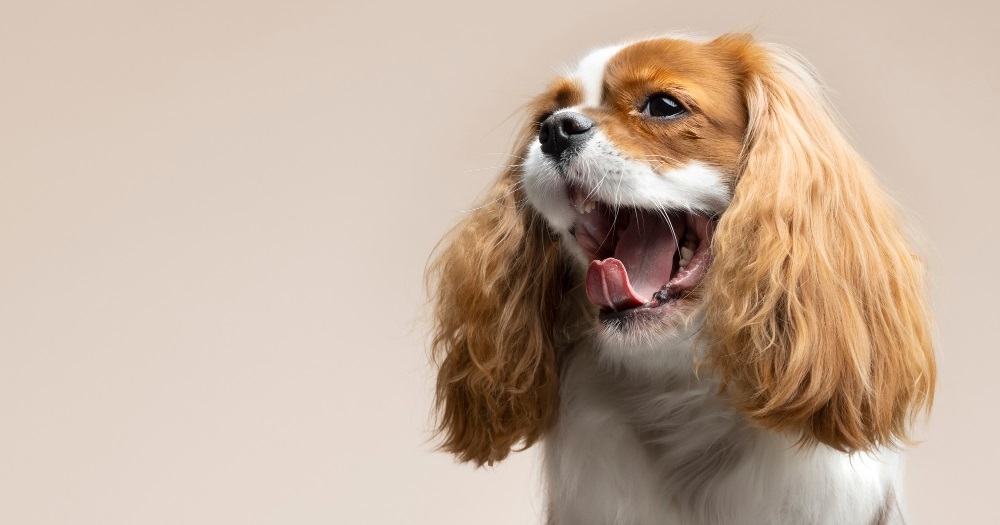 Интертриго собак