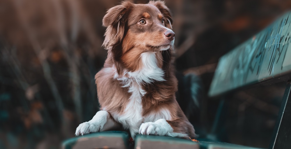 Интертриго собак лечение