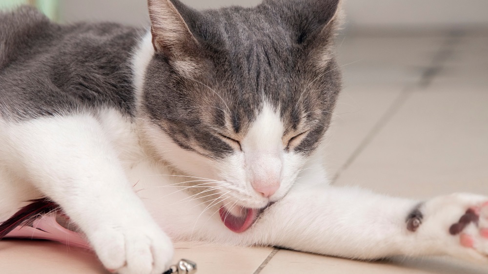 Кошка кашляет