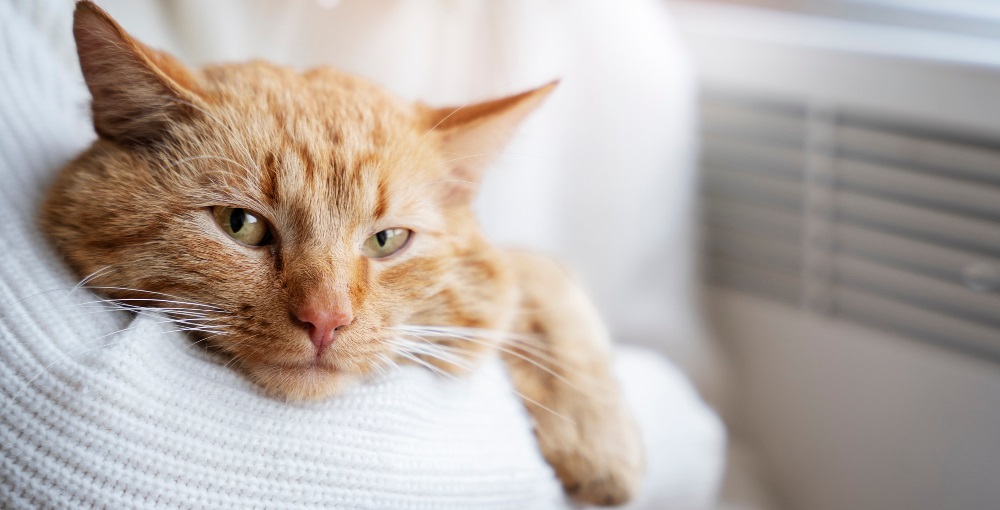 Когда кашель у кошки считается нормой