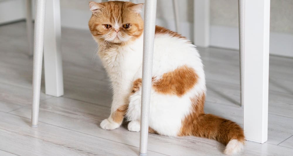 Профилактика запоров у кошек