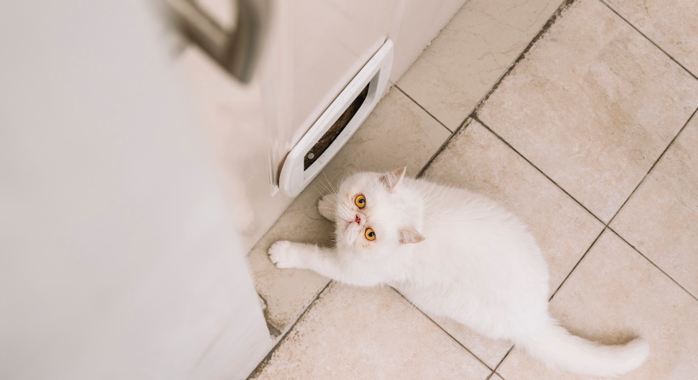 Кот не ходит в туалет по-большому