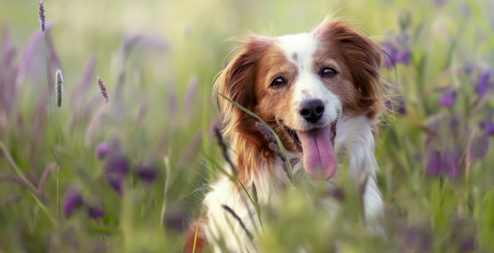 Лимфедема собак