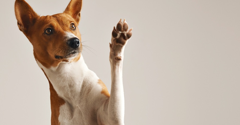 Лечение лимфедемы у собак