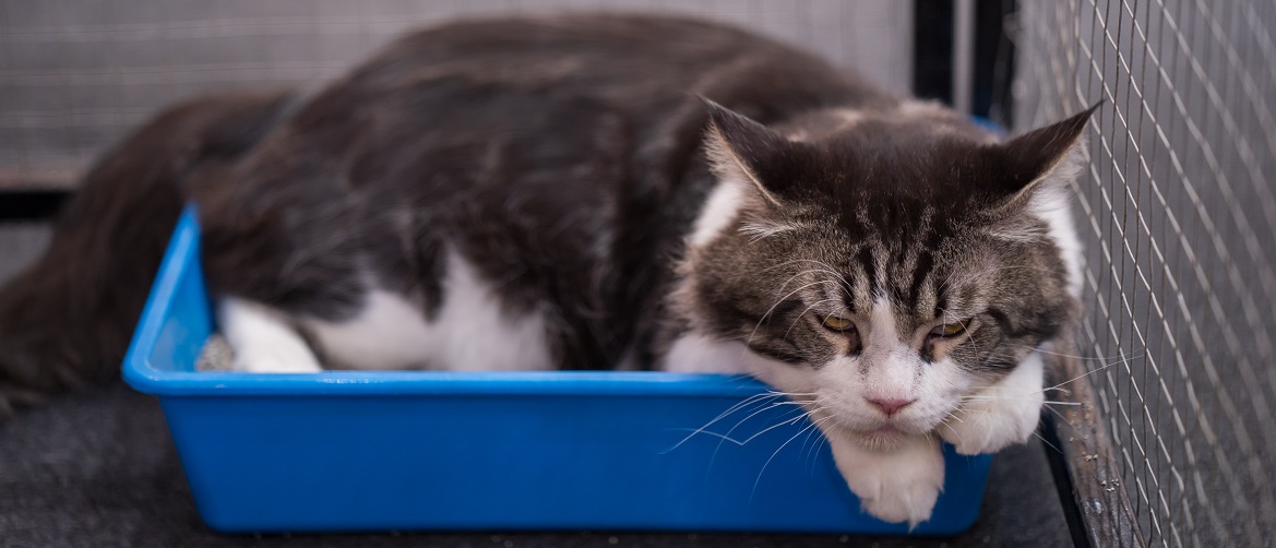 Куда засыпать наполнитель в лоток кошки Куда засыпать наполнитель в лоток кошки