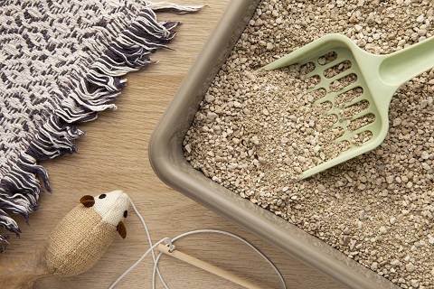 Можно ли приучить взрослую кошку к лотку Можно ли приучить взрослую кошку к лотку