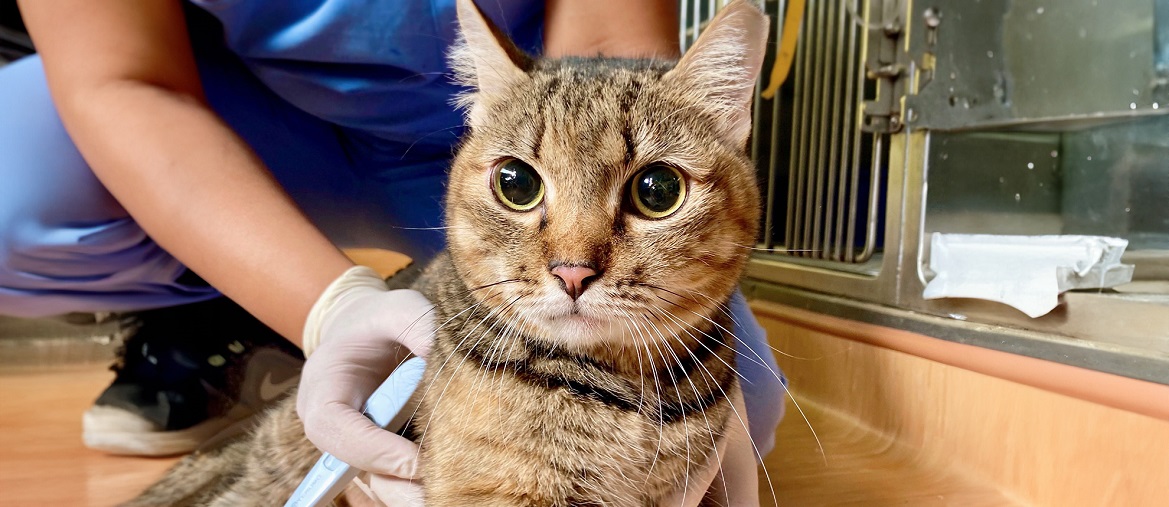 Мегаколон у кошек