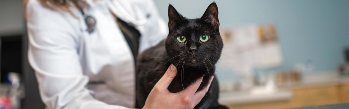 Может ли кошка функционировать без толстой кишки