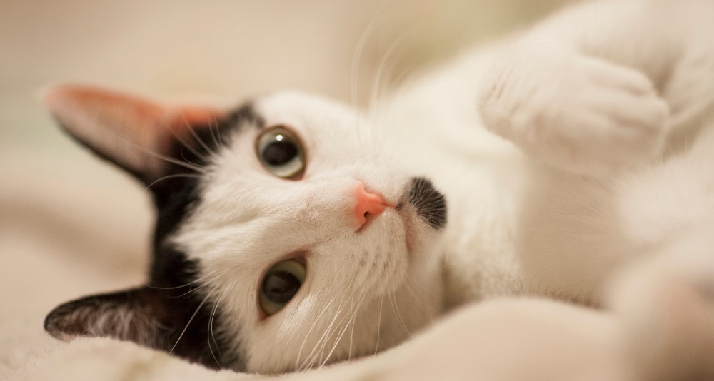 Мукополисахаридоз кошек