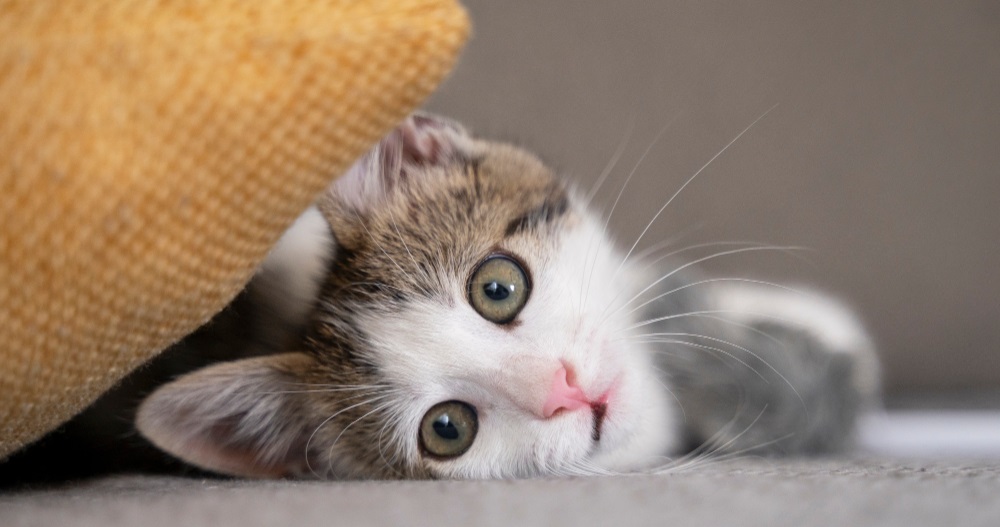 Лечение мукополисахаридозов у кошек