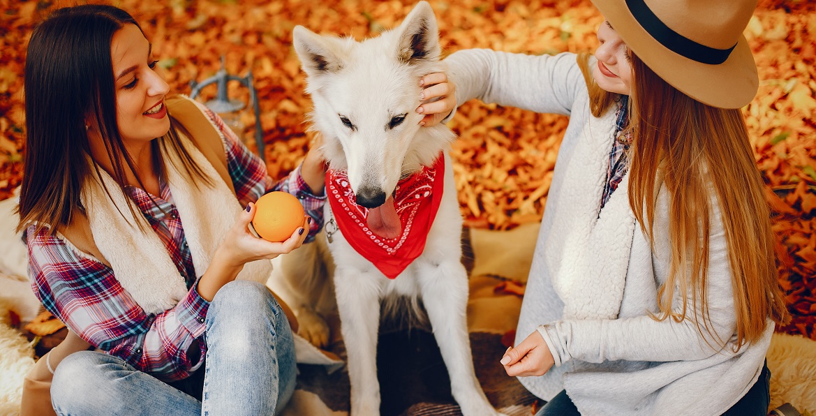 Хурма для собак