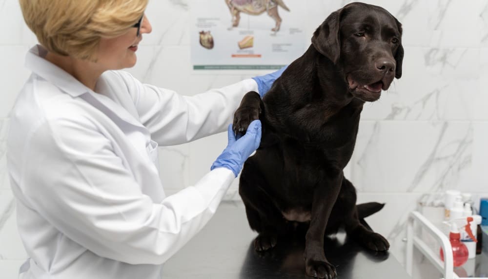 Подкожные образования у собак