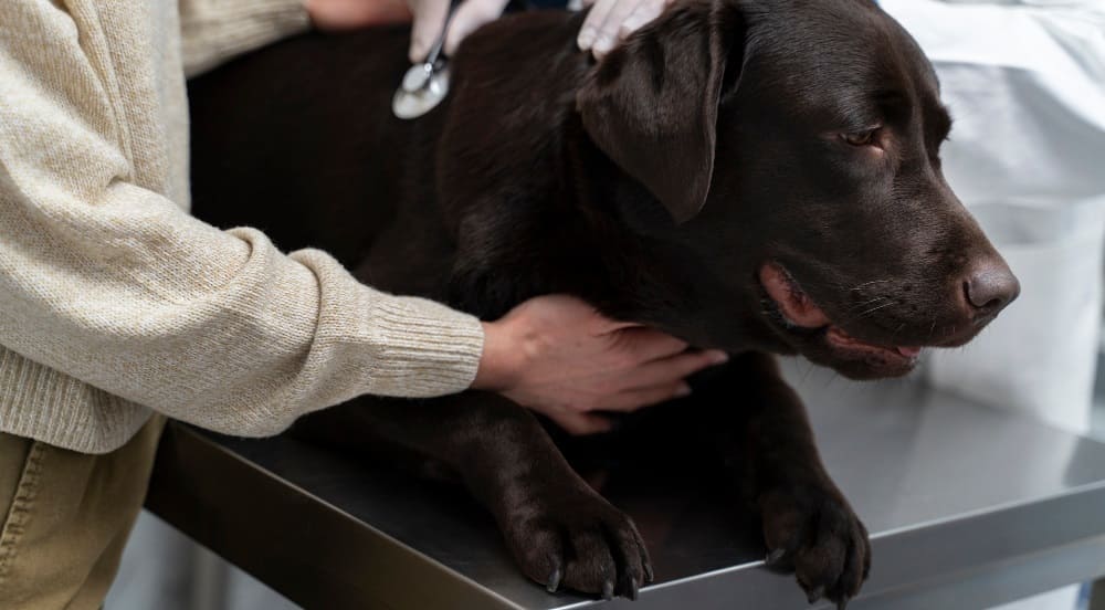 Шишки под кожей у собак