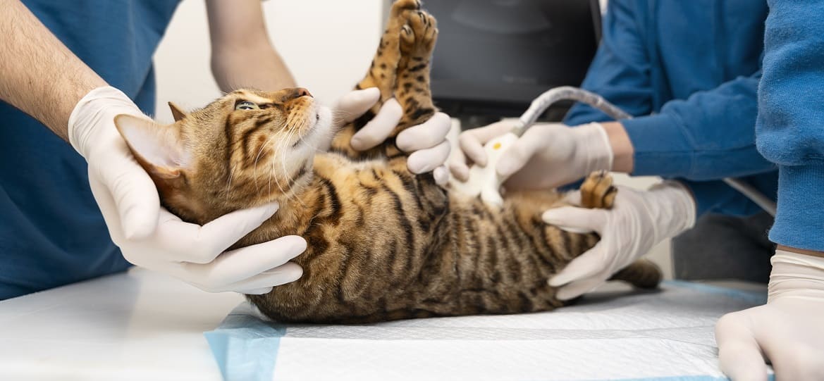 Застойная сердечная недостаточность у кошек