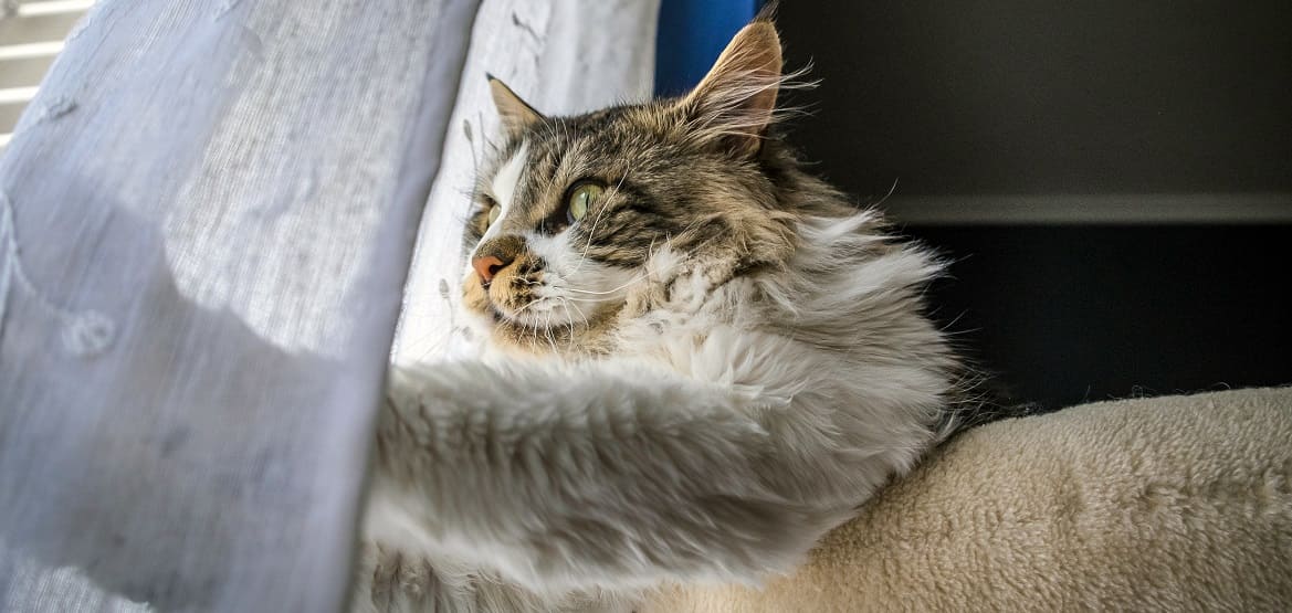 признаки застойной сердечной недостаточности у кошек