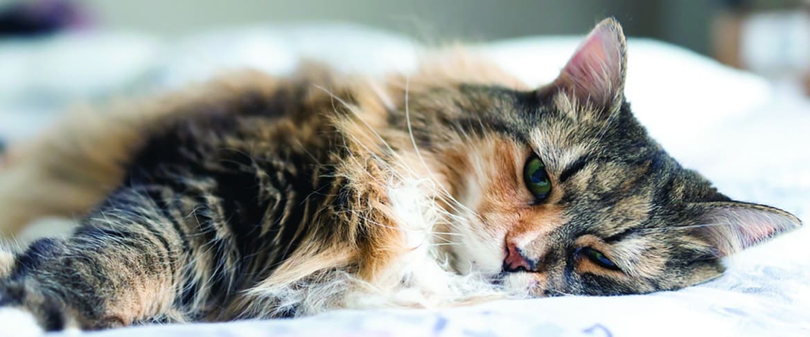 Застойная сердечная недостаточность у кошек лечение