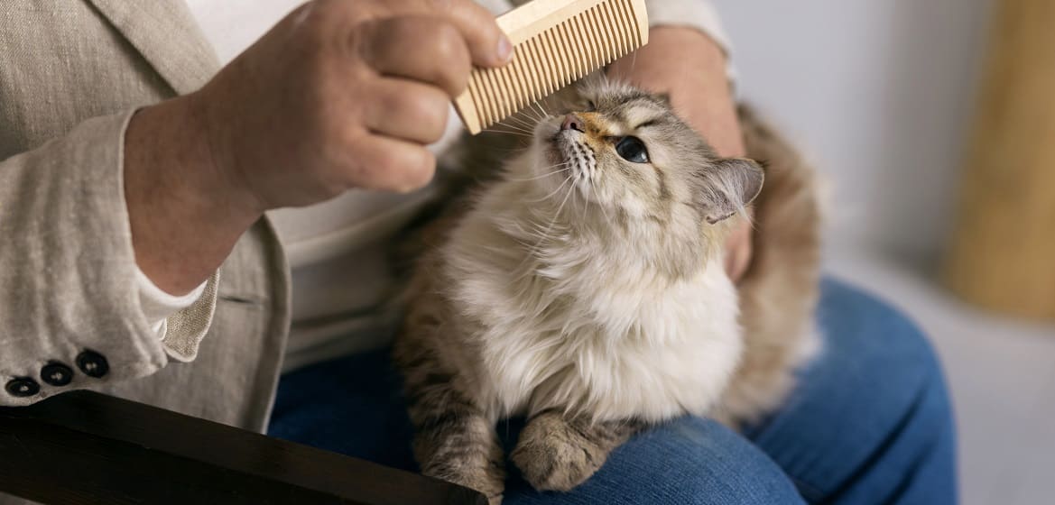 Зачем нужен сухой шампунь для кошек