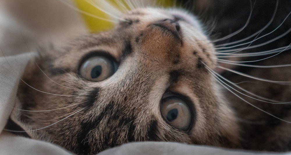 Железодефицитная анемия кошек