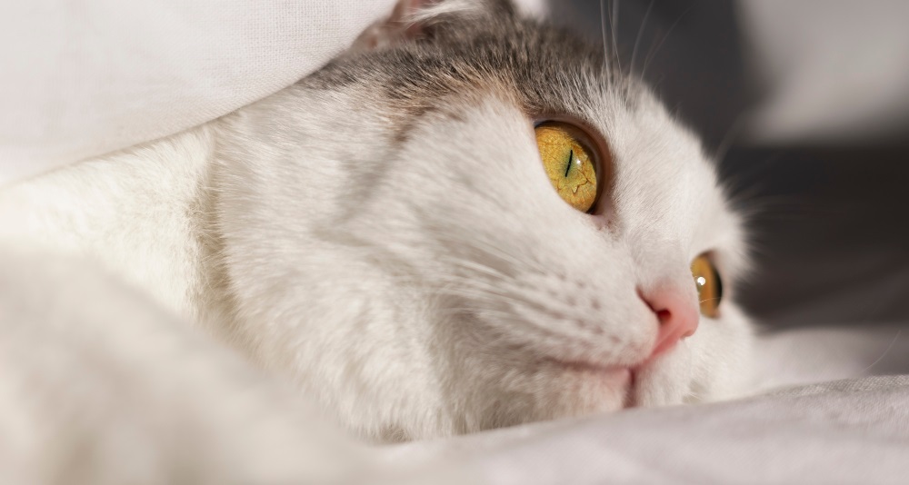 лечение кошачьего сколиоза