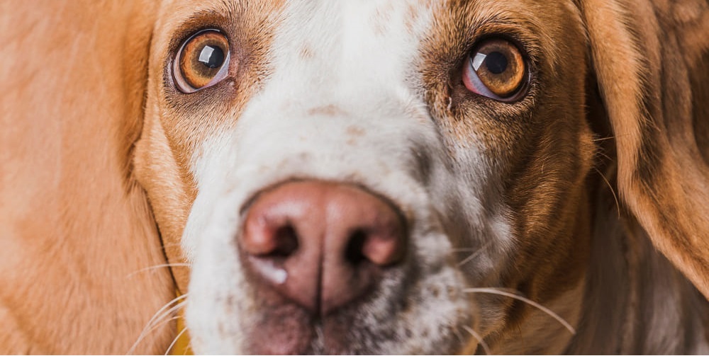 У собаки текут глаза У собаки текут глаза