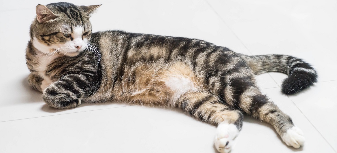 Деформирующий спондилез у кошек