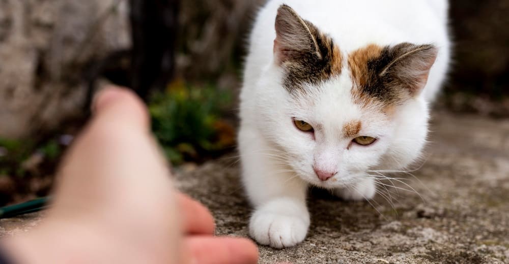 Стригущий лишай у кошек