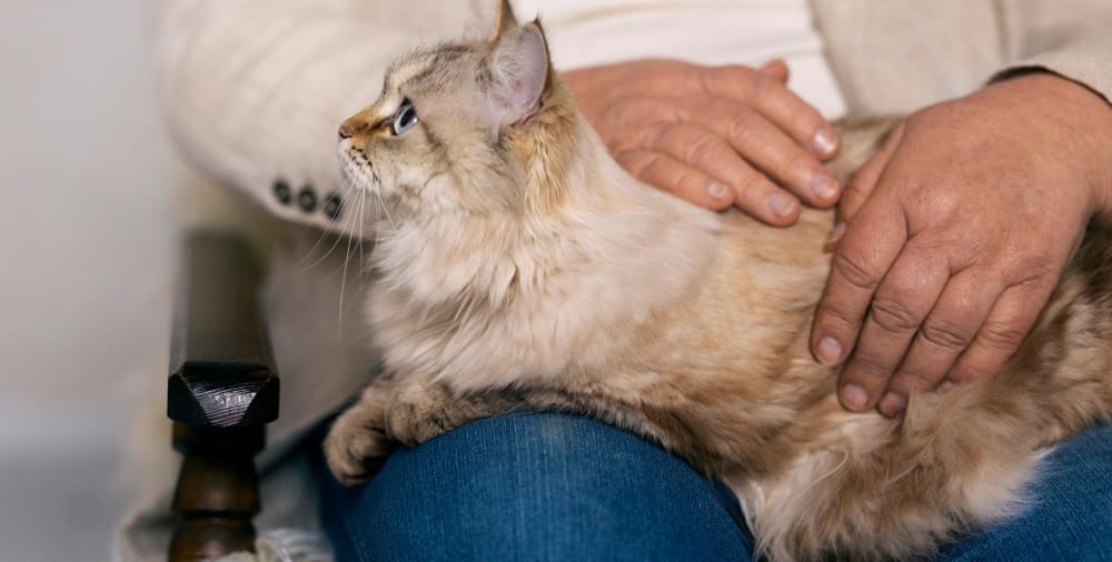 Стригущий лишай у кошек как распознать