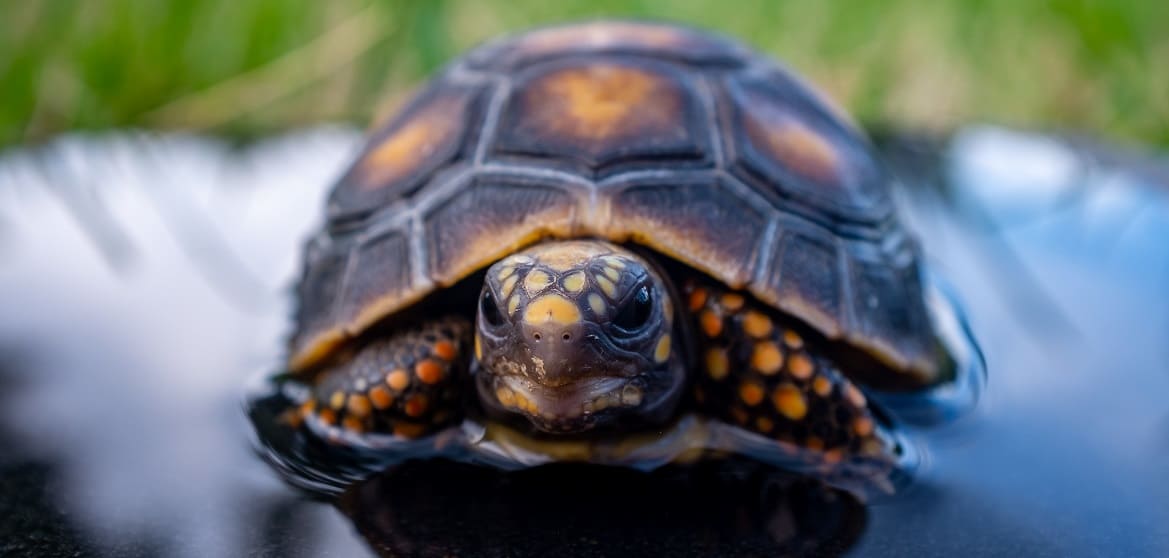 корма и лакомства для водных черепах