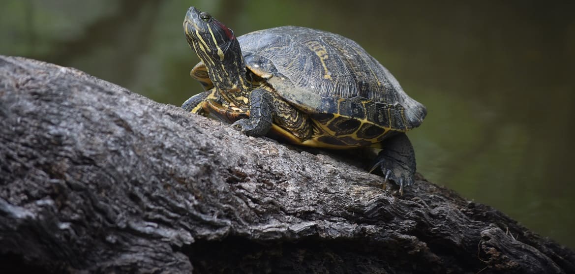 Типичные ошибки владельцев водных черепах