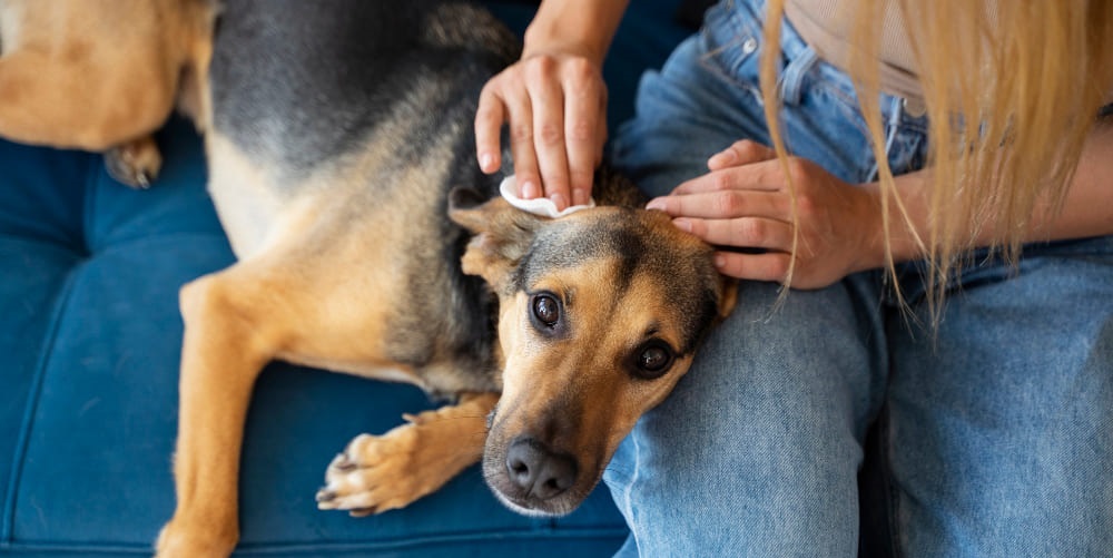 Собаку укусил клещ