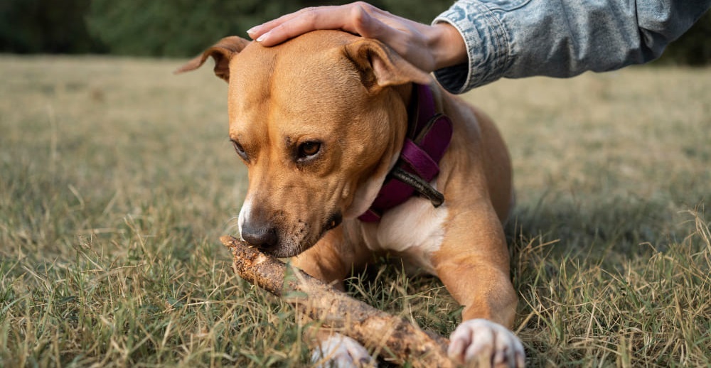 Собаку укусил клещ профилактика