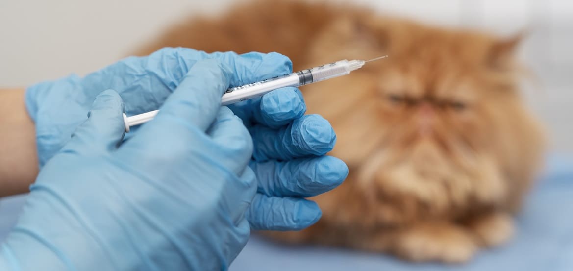 Прививки для кошек