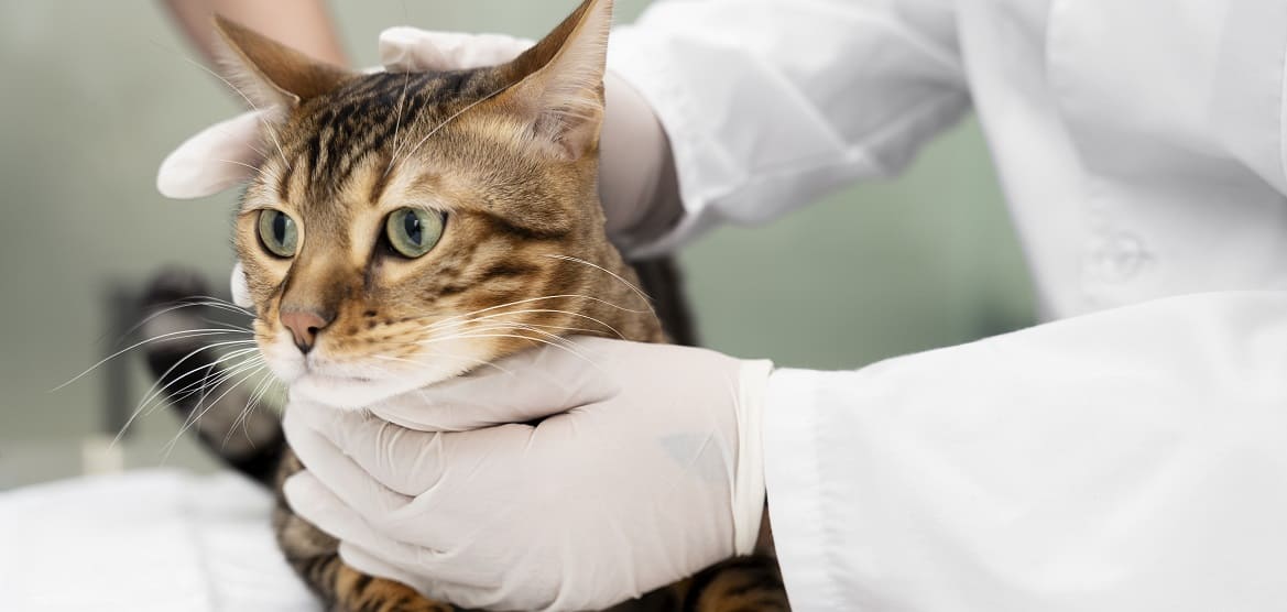 Прививки кошкам за и против