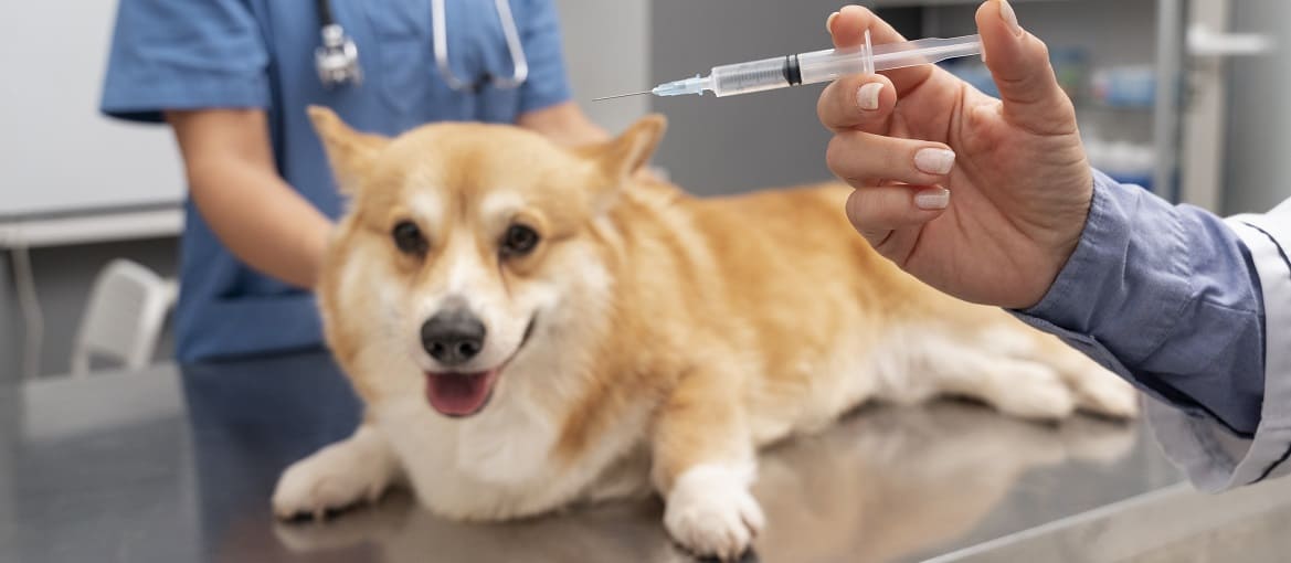 Прививки для собак