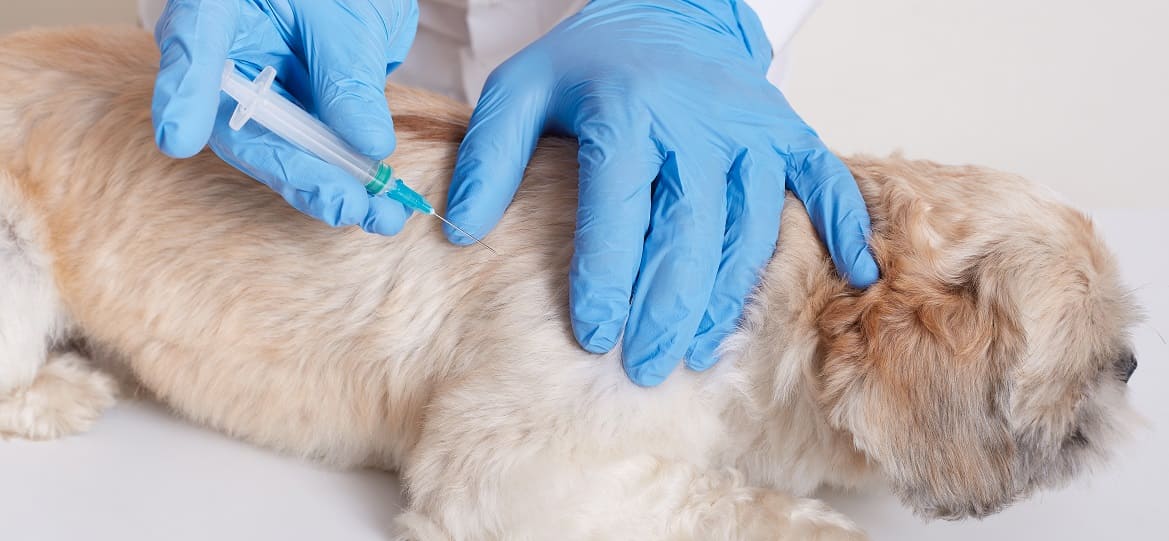 Нужны ли прививки старой собаке