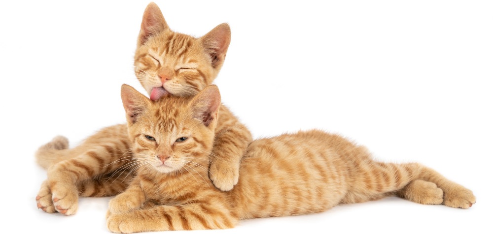 Витилиго кошек