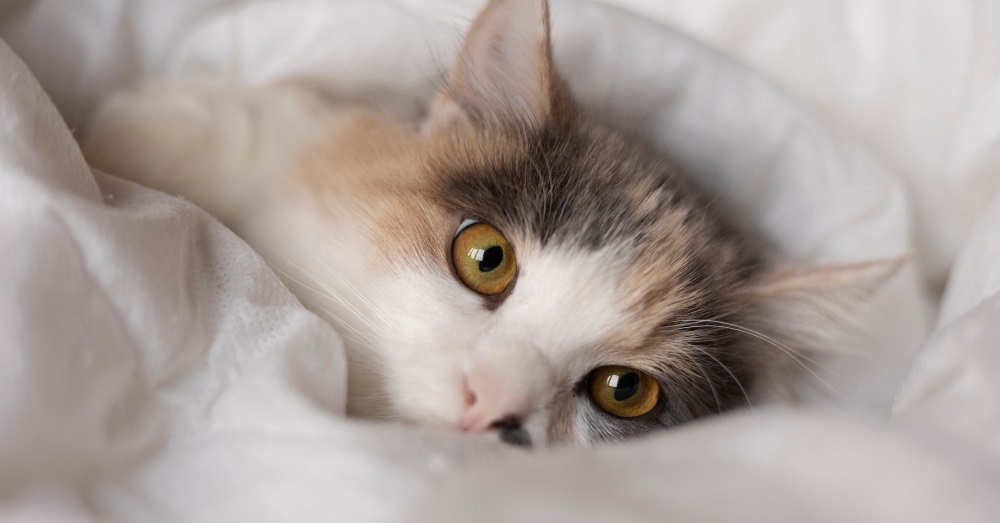 Витилиго кошек лечение